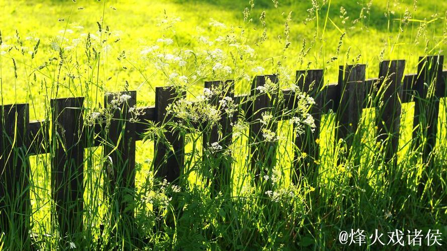 青青草高清视频下载 - 畅享绿色清晰画质 青青草高清视频下载 - 畅享绿色清晰画质