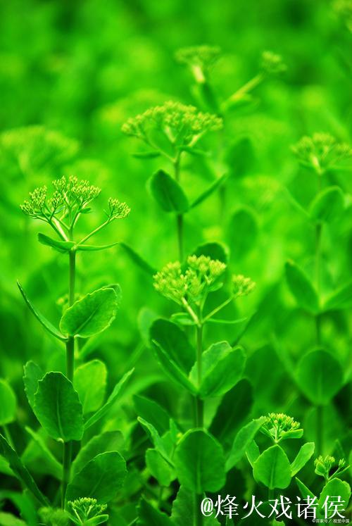 青青草高清视频下载 - 畅享绿色清晰画质 青青草高清视频下载 - 畅享绿色清晰画质